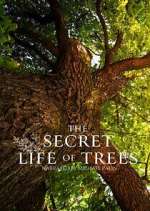 Watch The Secret Life of Trees Fmovies