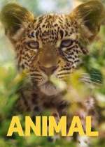 Watch Animal Fmovies