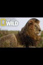 Watch Animal ER Live Fmovies