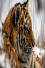 Watch Operation Snow Tiger Fmovies