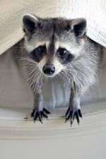 Watch Ingenious Animals Fmovies