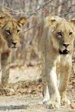 Watch Lion Country: Night and Day Fmovies