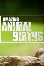 Watch Amazing Animal Births Fmovies