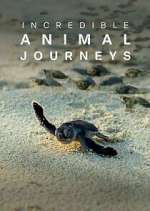 Watch Incredible Animal Journeys Fmovies