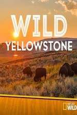 Watch Wild Yellowstone Fmovies