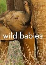 Watch Wild Babies Fmovies