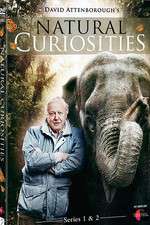 Watch Natural Curiosities Fmovies