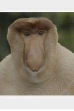 Watch Wildest Islands of Indonesia Fmovies